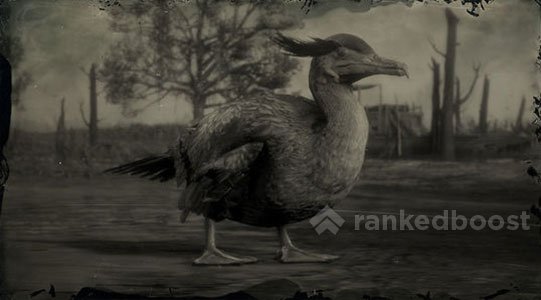 Red Dead Redemption 2 Cormorant